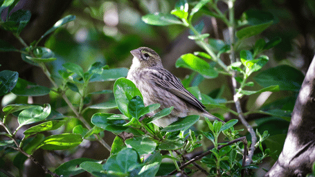 A small brown songbird perched among dense green leaves, showcasing natural birdlife in a forested habitat.