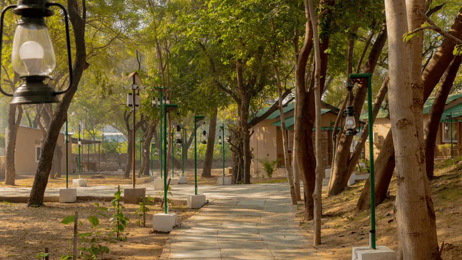 A paved walking path at Estherea Bagh, Ranthambore, lined with lamp posts and lanterns, winding through a wooded area with guest cottages.