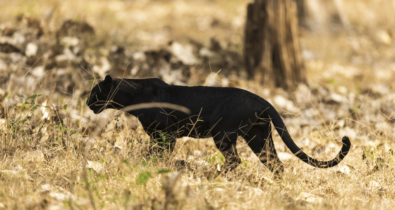 A black panther walking low across a patch of dry, golden grass.