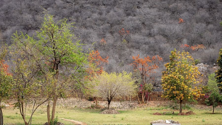 7 - Landscape- Surya Bagh Ajabgarh