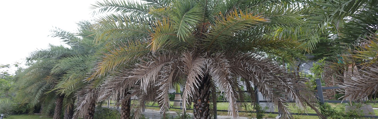 Cluster of tall palm trees along paved walkway at Trishvam Symphony, Krishnagiri.