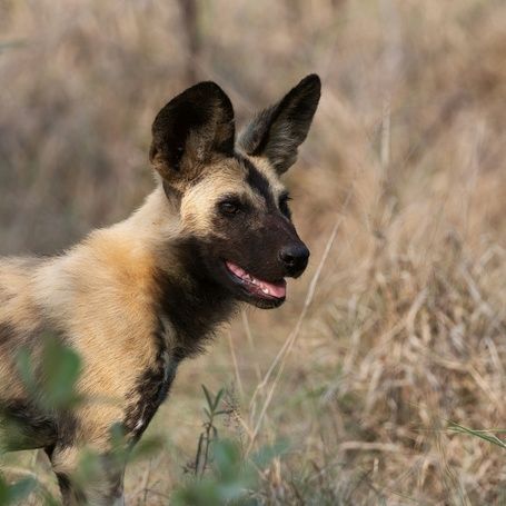 African wild dog in profile with alert ears.