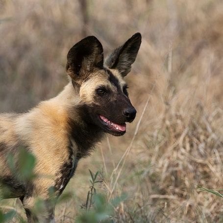 WILD DOG 2