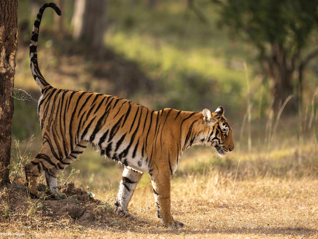 Bengal tiger spotted in the grasslands of Nagarahole.