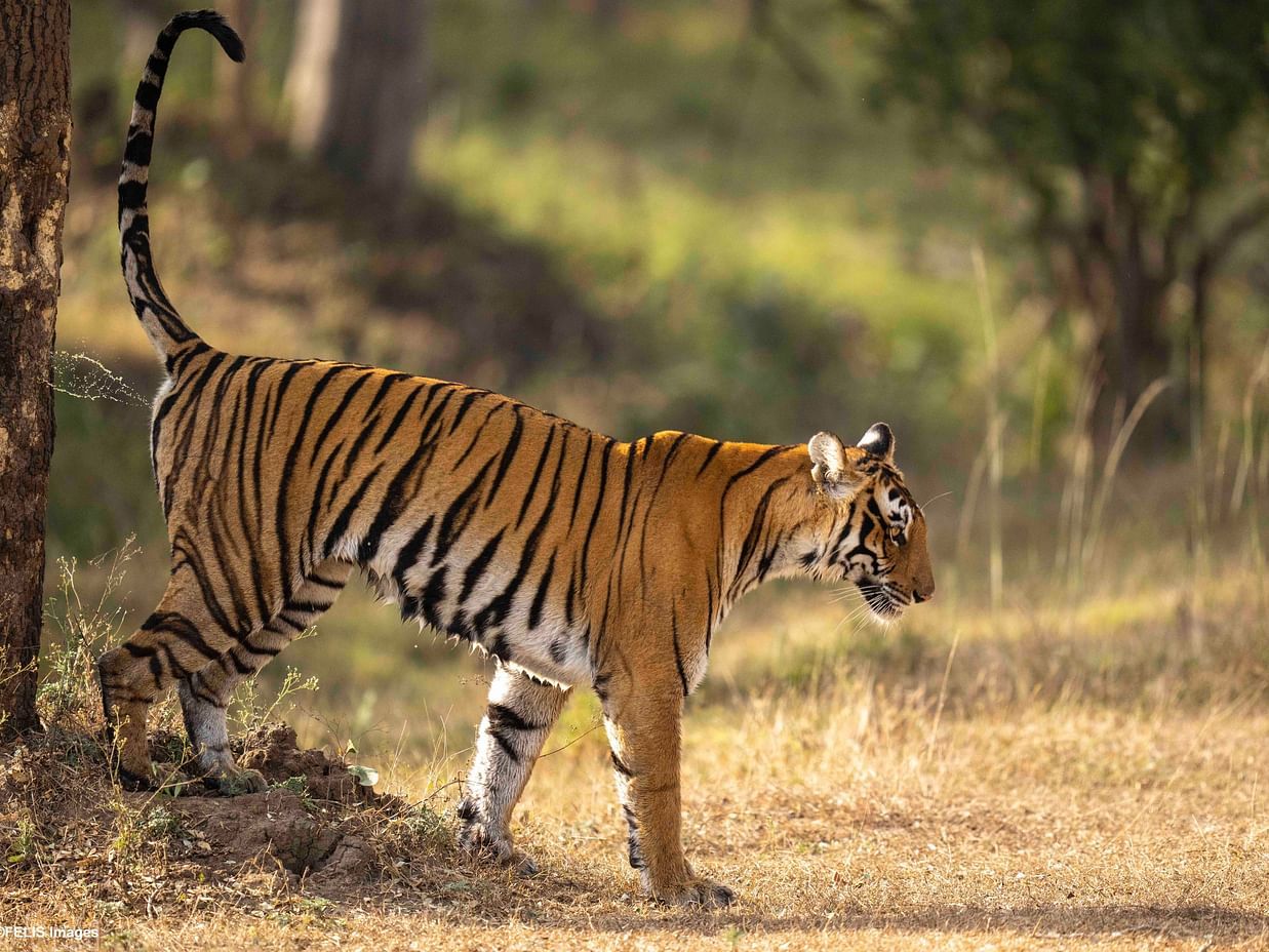 FC 20220125 ALPHA1 B005 SS 0724 Nagarahole