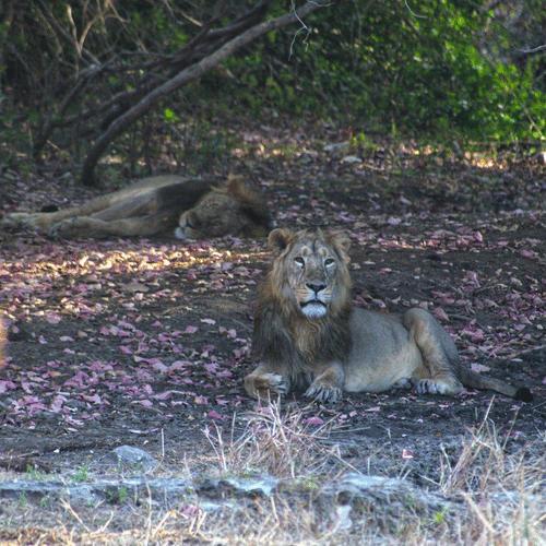 a lion sitting in the forest