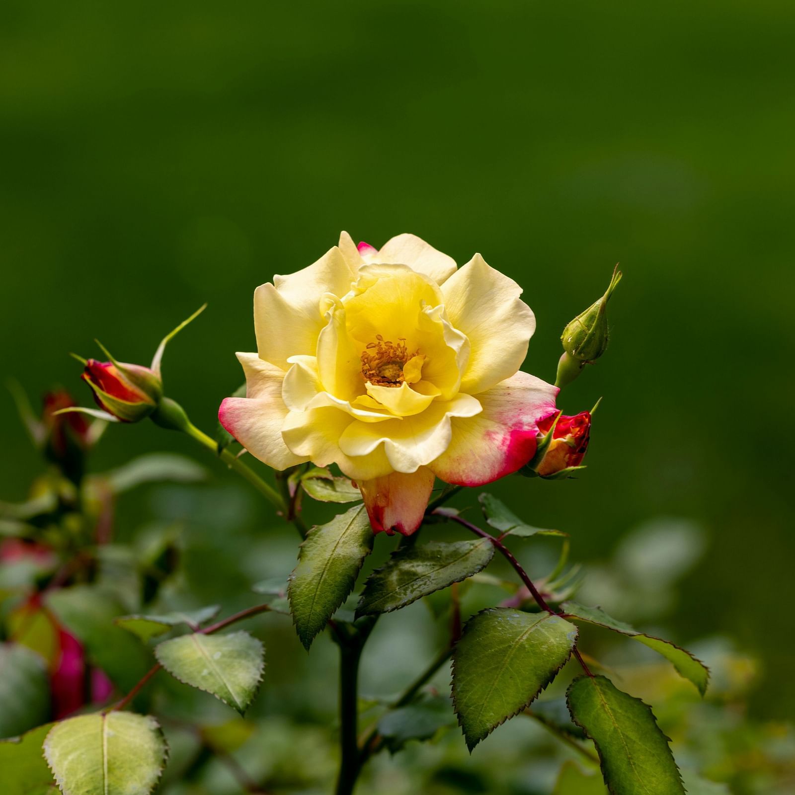 A close-up focus of a flower on a stem, with leaves around it