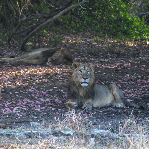 a lion sitting in the forest