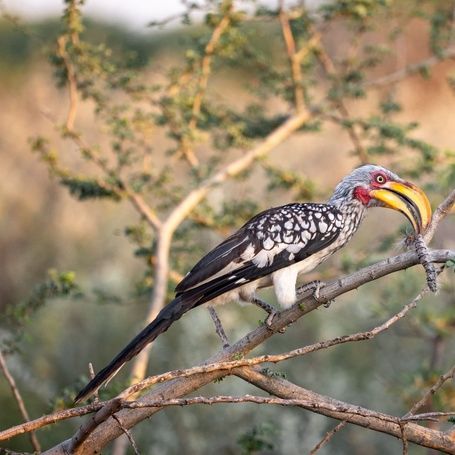Southern Yellow-billed Hornbill perched on a branch.