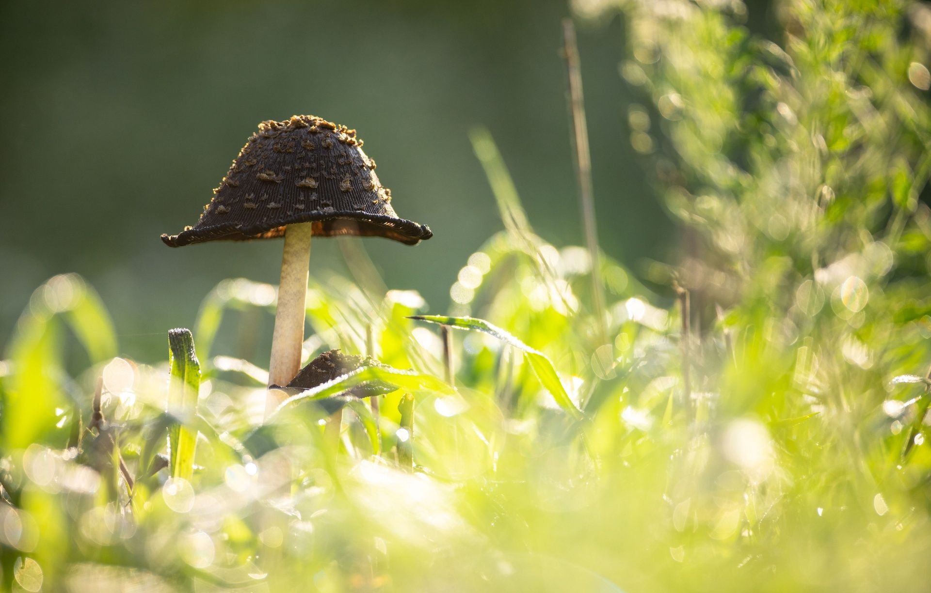 Close-up of a dark mushroom with a textured cap.