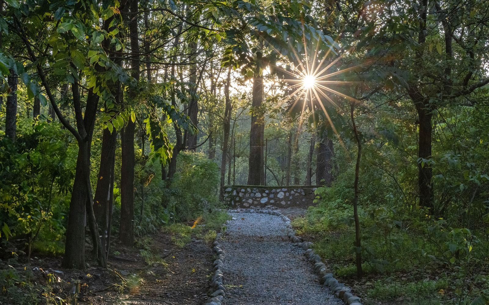 A paved walking trail lined by trees and a sun-star being formed in the backdrop