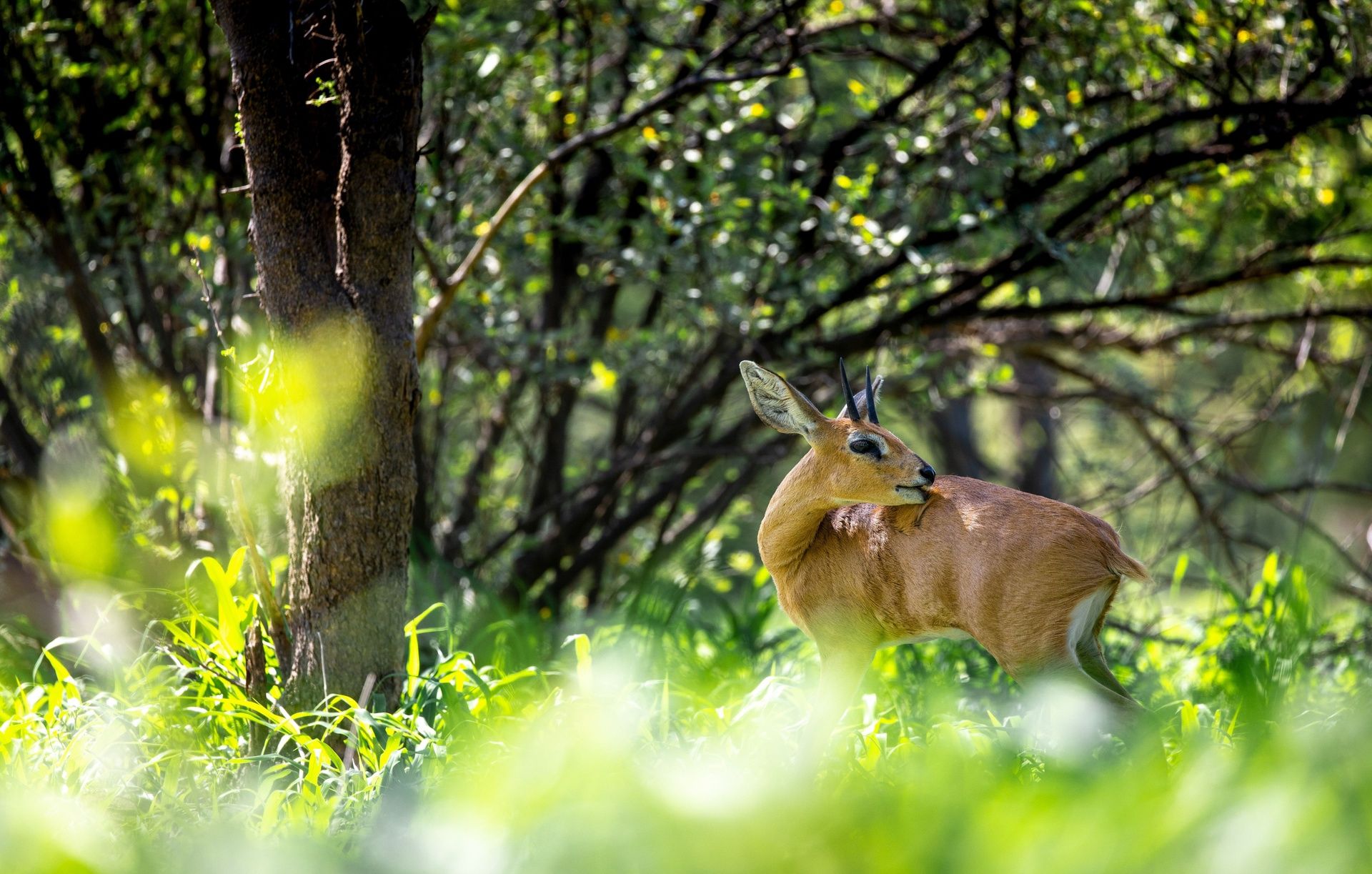 Steenbok antelope in green savanna with trees.