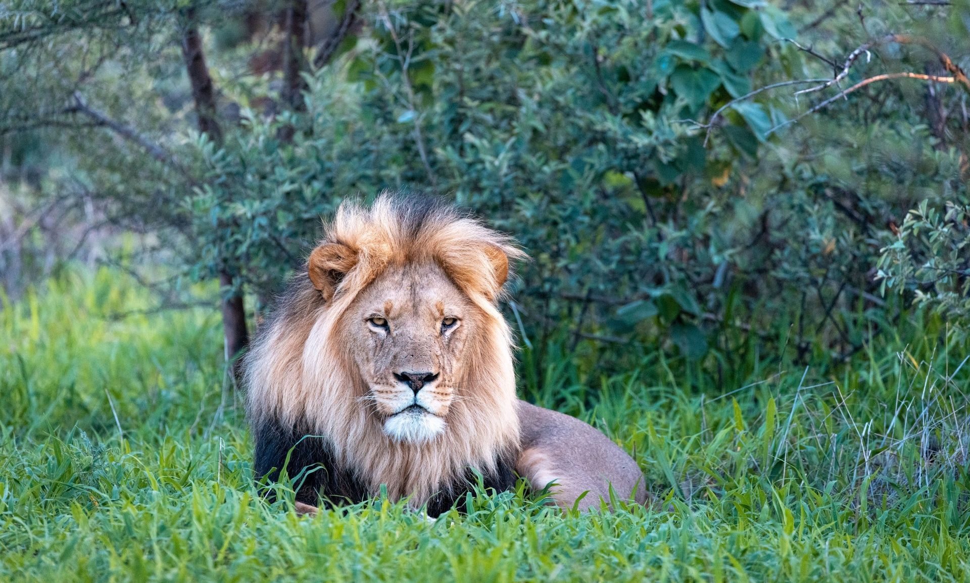 Majestic male African lion resting in green grass.