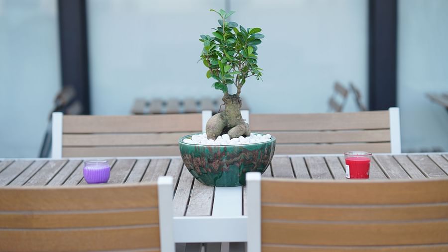 A close-up view of a small table with a plant placed on it at Hotel Kyzen Smartstays – Smart, Reliable, Kyzen