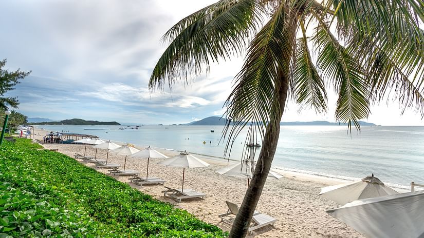 A coconut tree on a green hyacinth plantation overlooking the blue ocean with canopies captured during the day