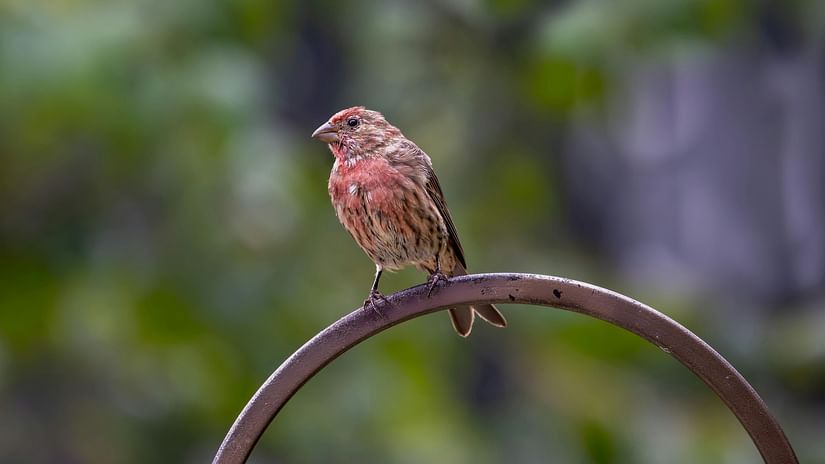 A bird perched on an iron rod with trees in background.