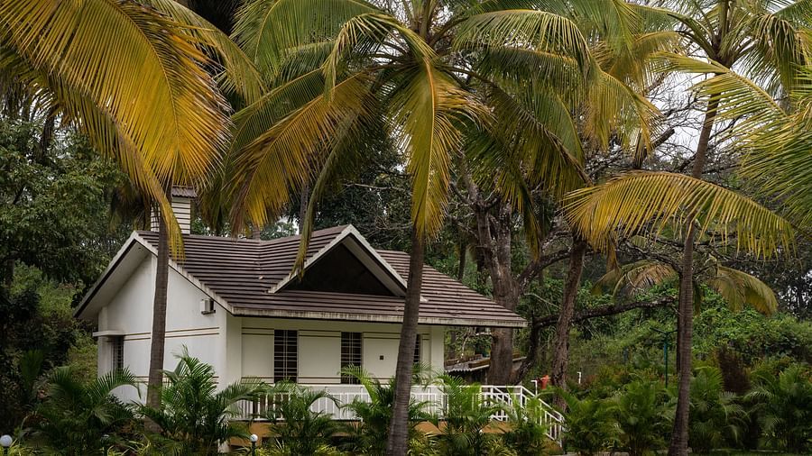 Far view of the cottage with coconut trees in front of it - Mastiff Select Terrain