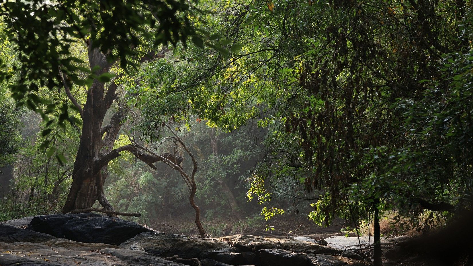 rocky terrain in the forest with dense trees