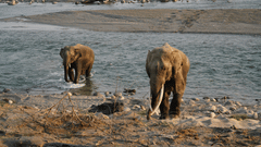 2 elephants standing near a shallow river, one closer to the riverbank and the other slightly behind, with rocks and water visible in the background.
