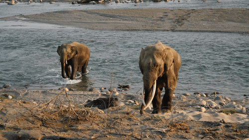 2 elephants standing near a shallow river, one closer to the riverbank and the other slightly behind, with rocks and water visible in the background.