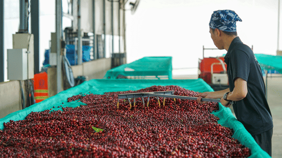 A worker in a bandana uses a rake to spread out red coffee cherries on a turquoise drying bed inside a bright shed.