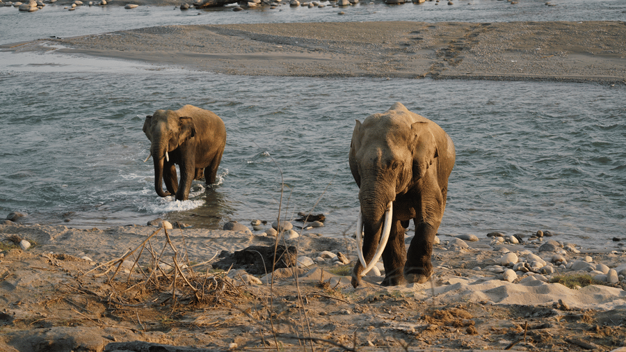 2 elephants standing near a shallow river, one closer to the riverbank and the other slightly behind, with rocks and water visible in the background.