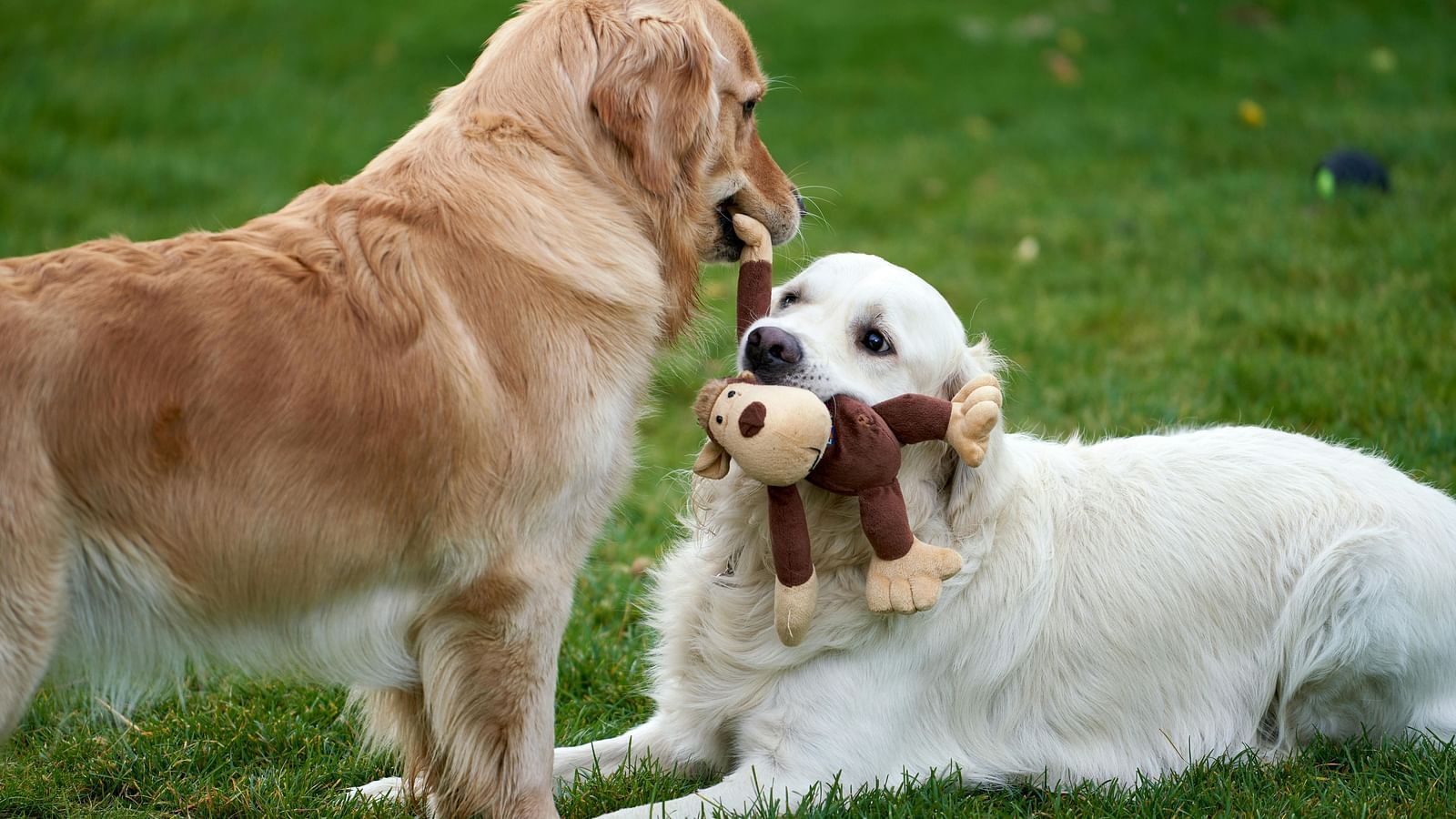 Two golden retrievers in grass, one holdings a toy in it's mouth and the other standing