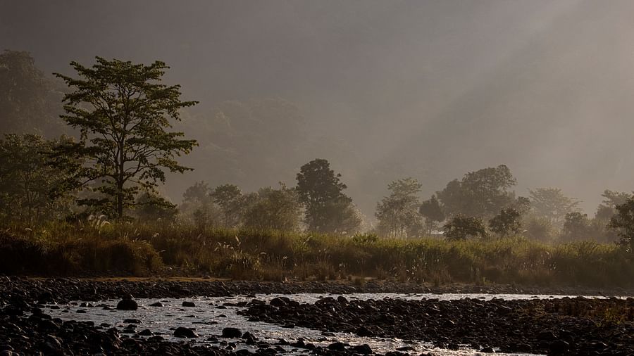 A photo of a riverbank with dry grass and a few trees.