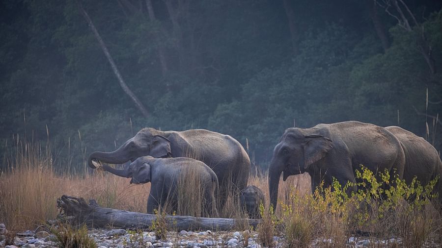 a family of elephants strolling in the savannah - The Jamoon, Corbett