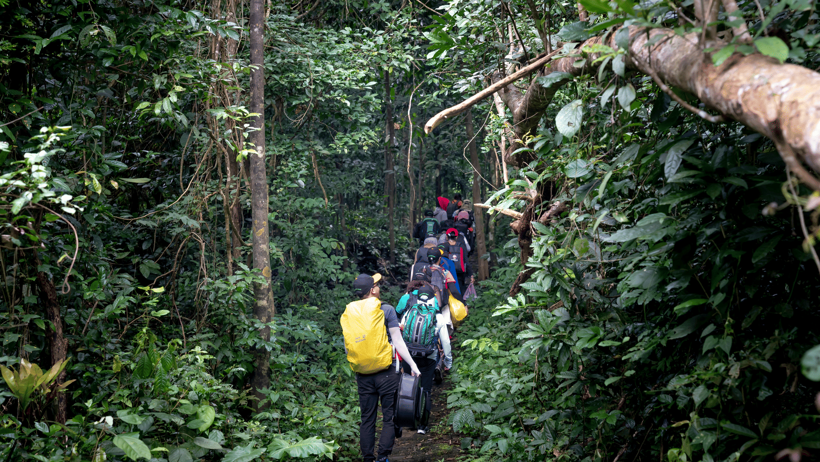 A group of people carrying backpacks walking along a narrow trail through a dense forest.