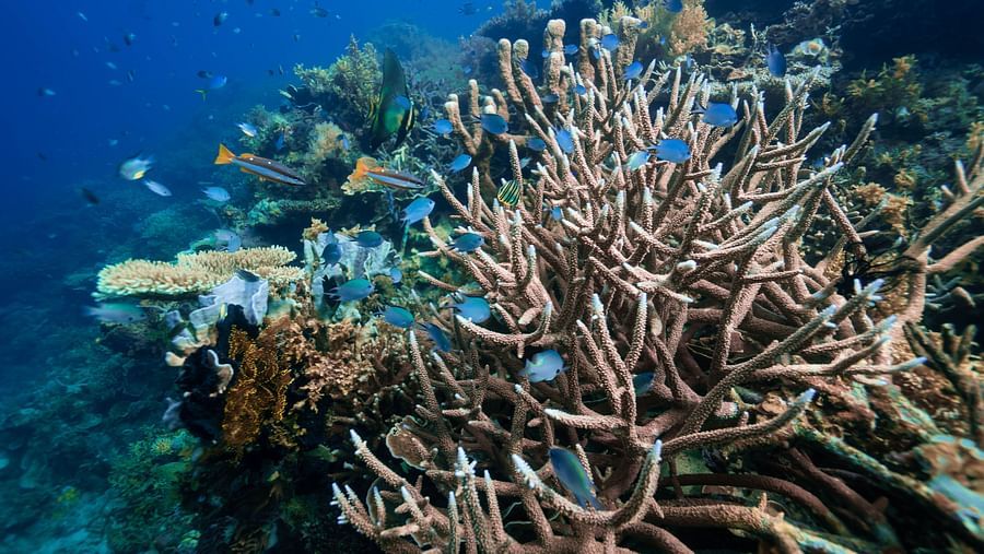 Scuba Diving 32 (1)