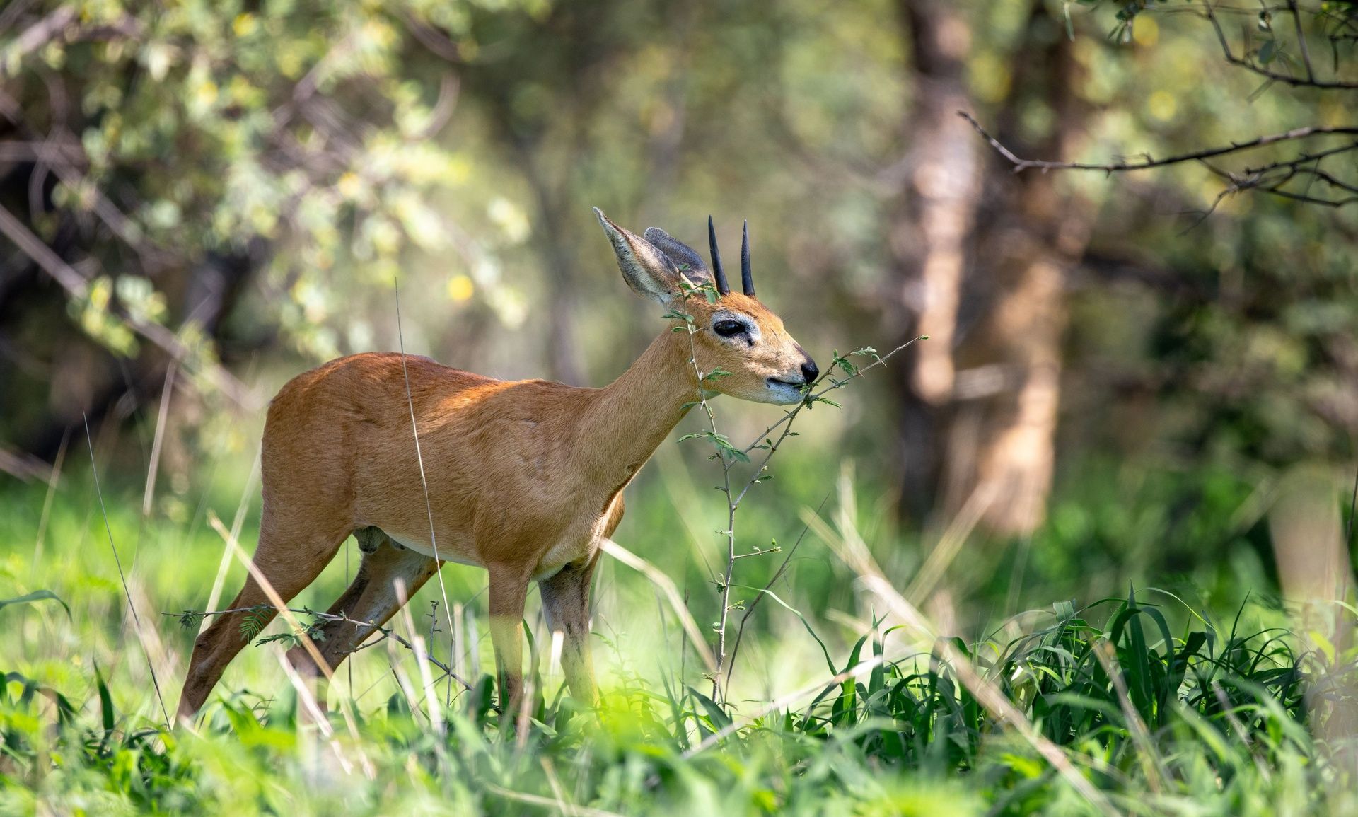 Steenbok antelope grazing on green grass in a bushy area.