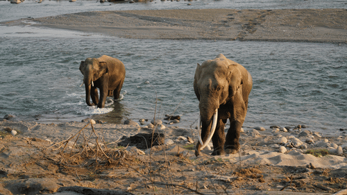 2 elephants standing near a shallow river, one closer to the riverbank and the other slightly behind, with rocks and water visible in the background.
