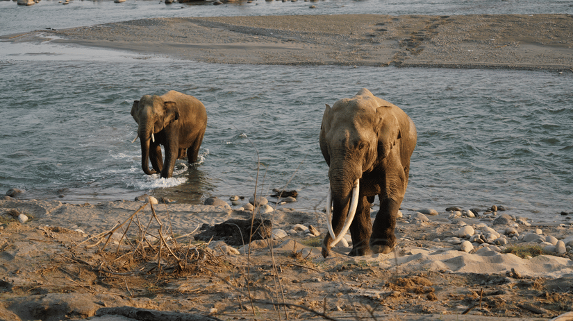2 elephants standing near a shallow river, one closer to the riverbank and the other slightly behind, with rocks and water visible in the background.
