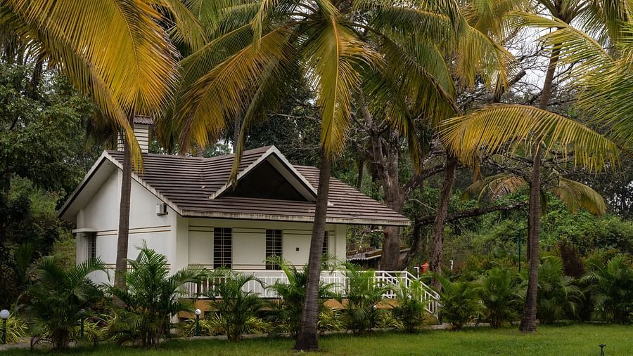 Far view of the cottage with coconut trees in front of it - Mastiff Select Terrain