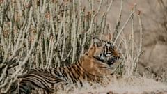 a tiger relaxing in a forest