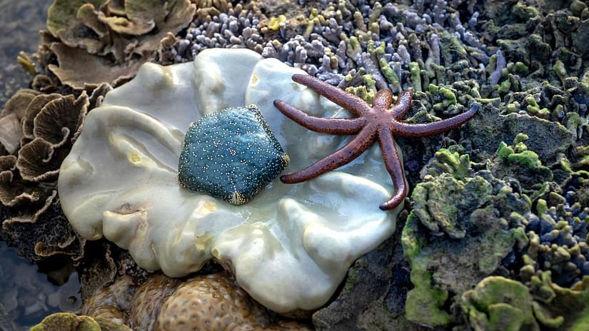 coral formation