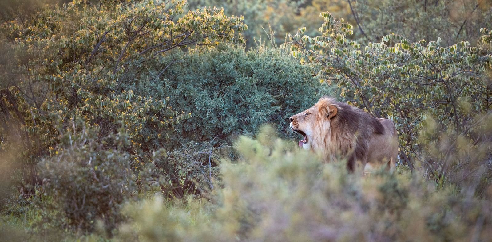 Male lion yawning in dense green and yellow bushes.