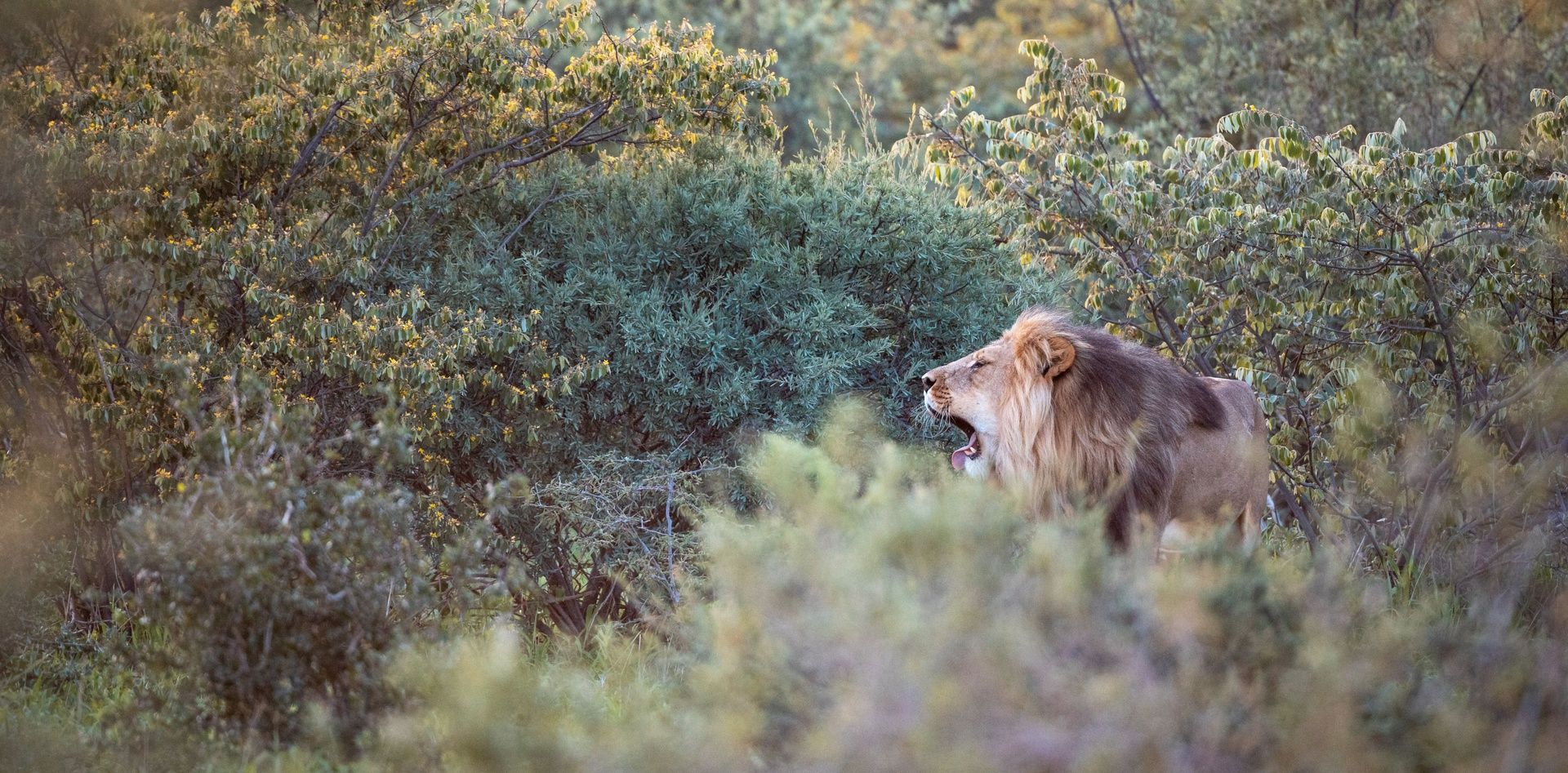 Male lion yawning in dense green and yellow bushes.