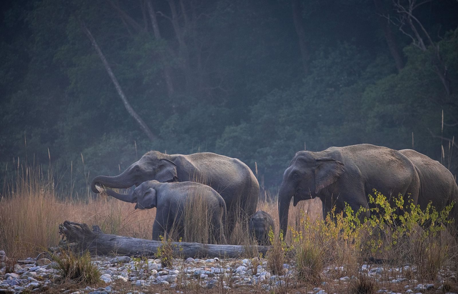 a family of elephants strolling in the savannah - The Jamoon, Corbett