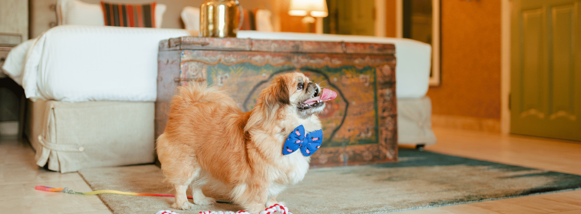 Cosy room setup with a dog enjoying pet amenities at Karma Chalets.