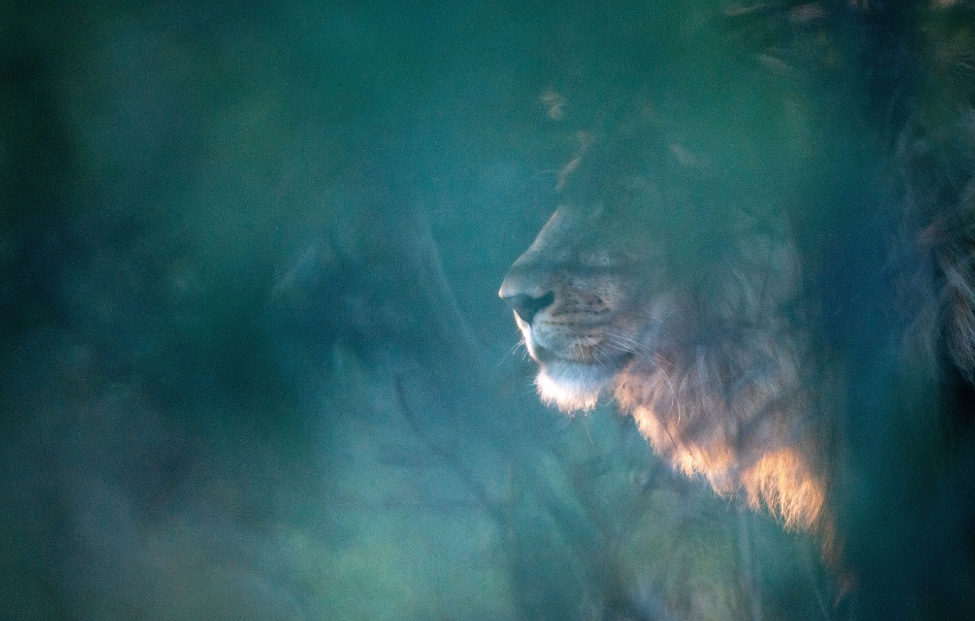 Lion's profile partially hidden by foliage in soft light.