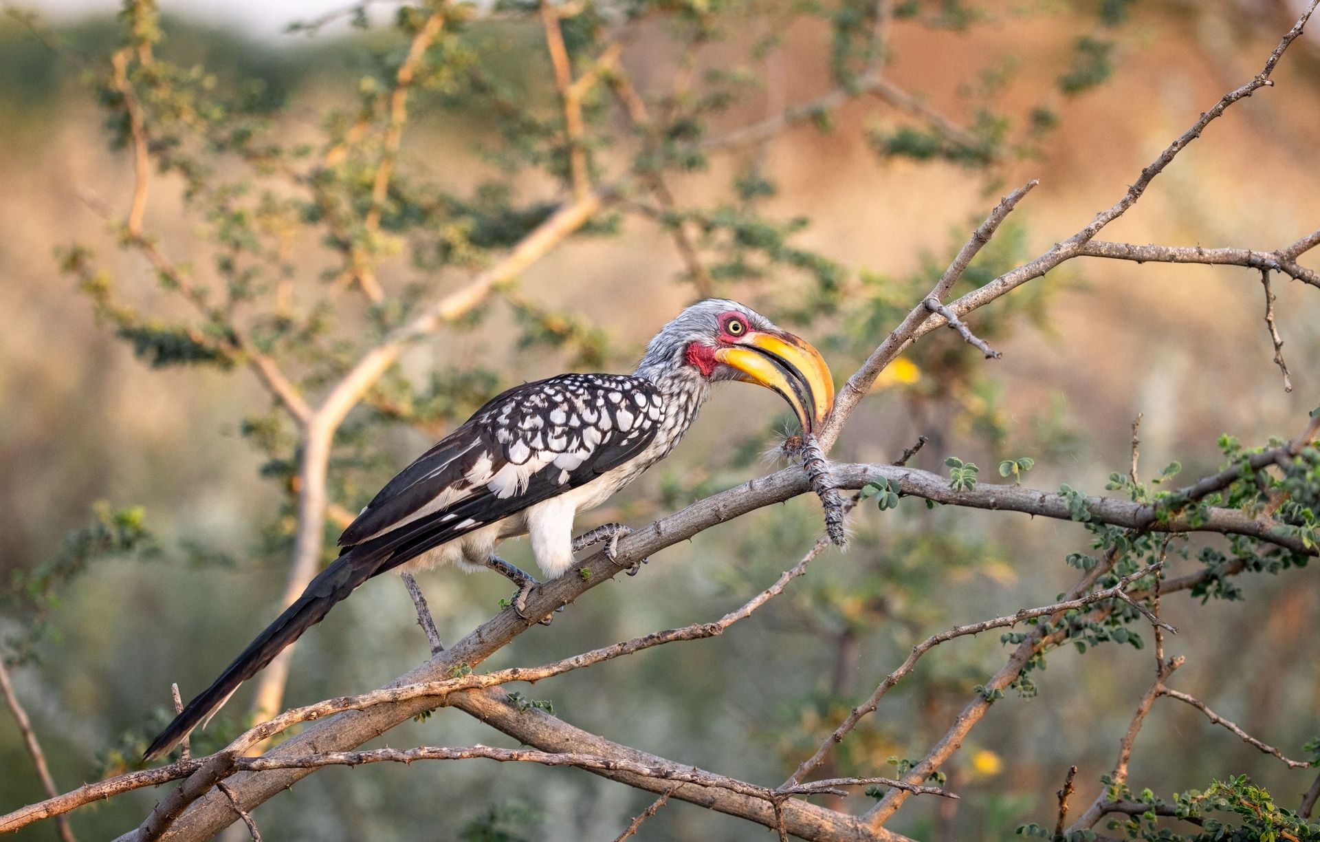 Southern Yellow-billed Hornbill perched on a branch.