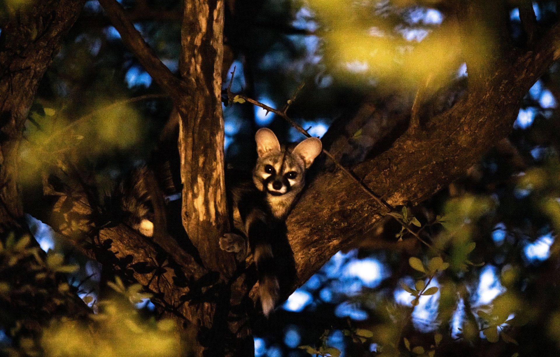 Spotted genet in a tree with bright eyes at night.