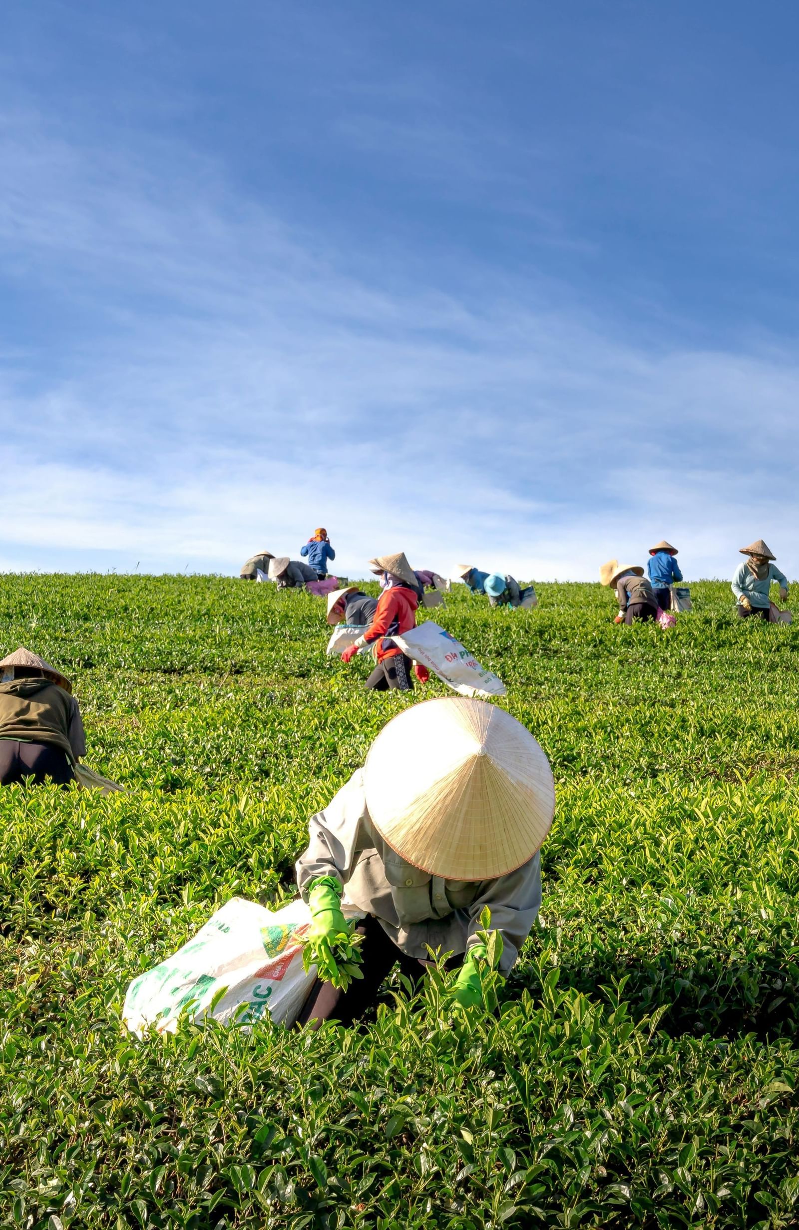 Workers picking tea leaves in a tea garden on a sunny day