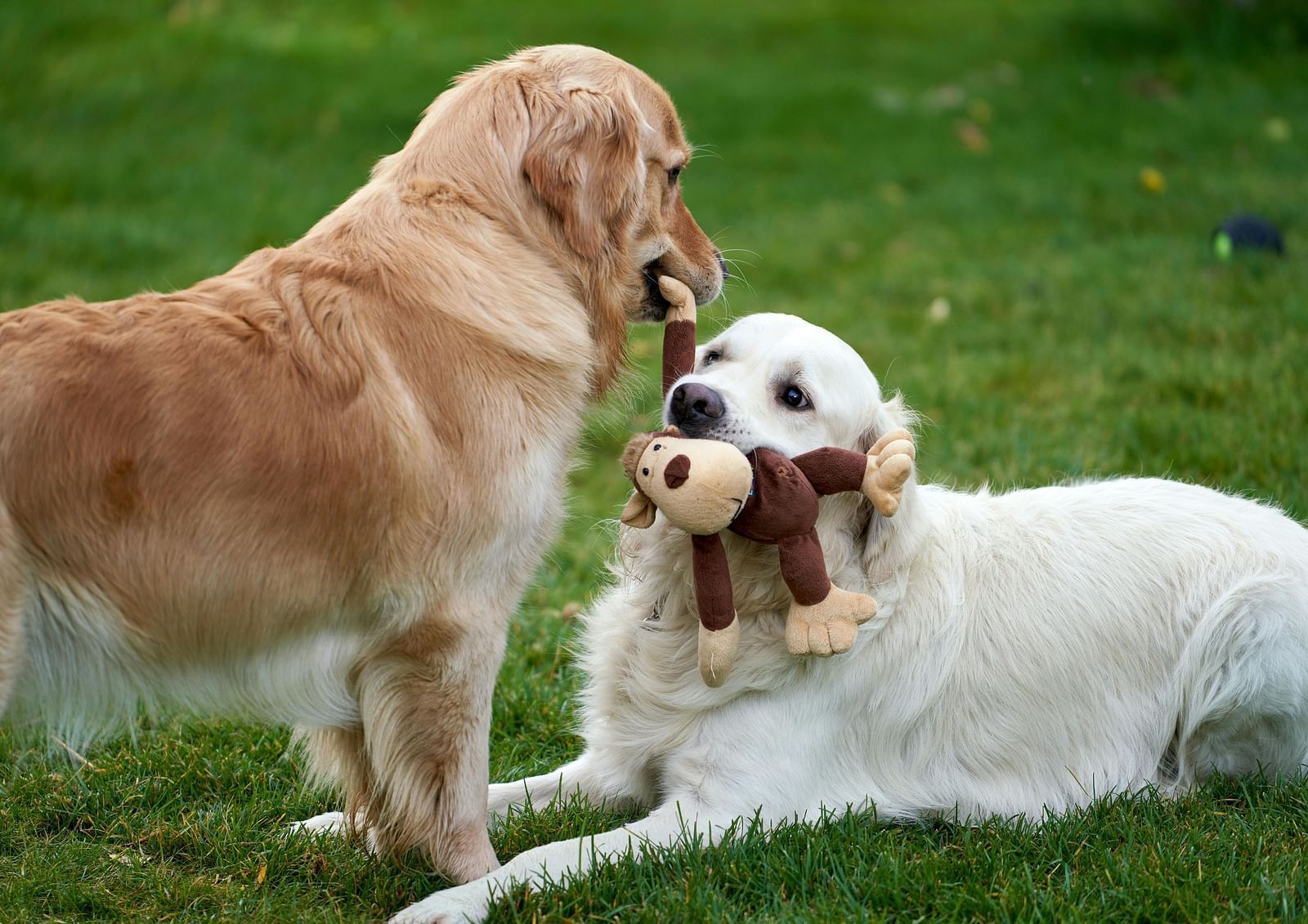Two golden retrievers in grass, one holdings a toy in it's mouth and the other standing