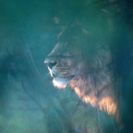 Lion's profile partially hidden by foliage in soft light.