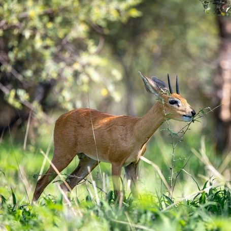 Steenbok antelope grazing on green grass in a bushy area.
