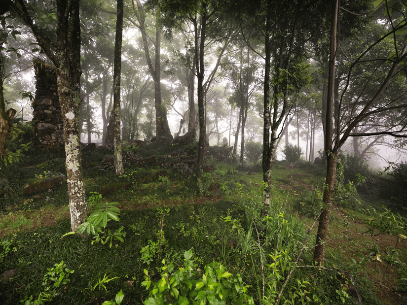 Sunlight filters through a thick, misty fog in a dense forest, illuminating green shrubs and tall, slender tree trunks.