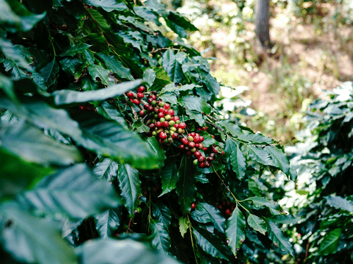 A close-up shot shows a cluster of bright red coffee berries growing on a leafy green branch in the sunlight.